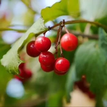 بذر گلدن رز (گیلا بری) 5 عددی 