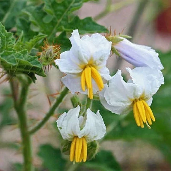 بذر تاجریزی پرخار 20 عددی