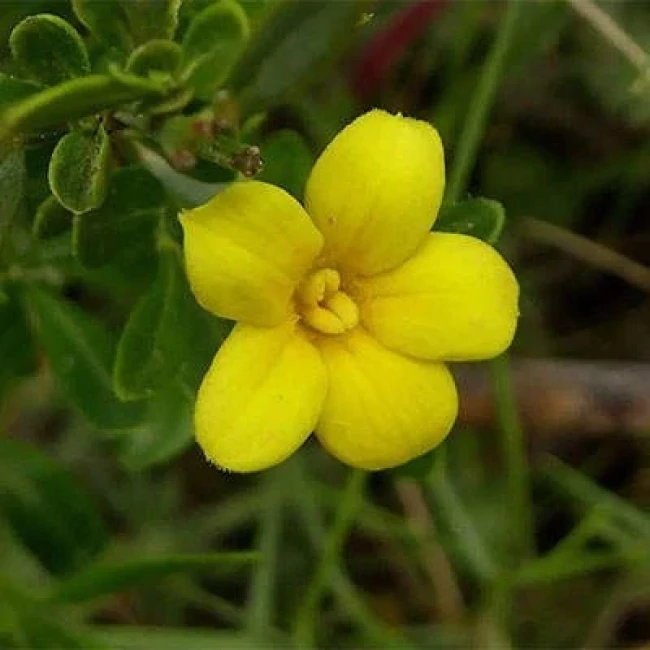 بذر یاسمن زرد 5 عددی
