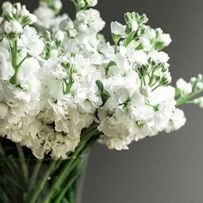 بذر گل صابونی سفید 1 گرمی