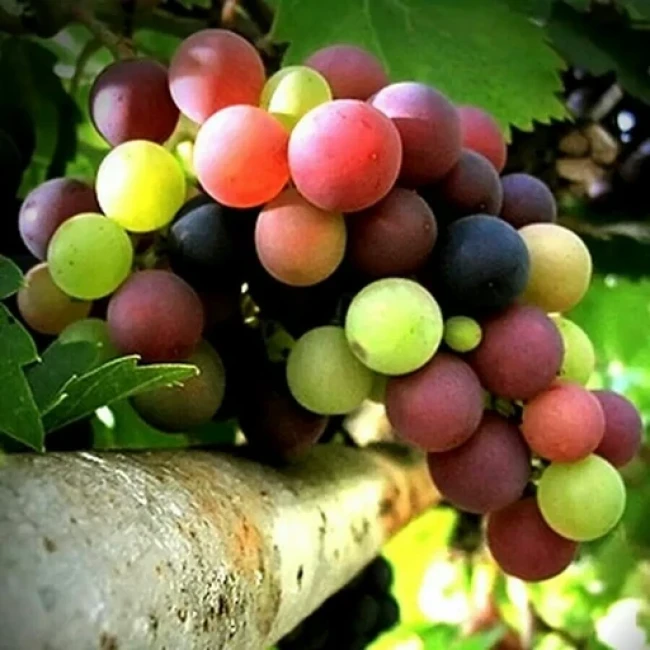 بذر انگور رنگین کمان 5 عددی 