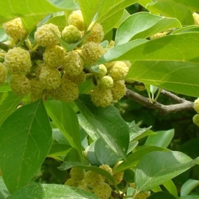 بذر درختچه توت پاییزه چینی 2 عددی