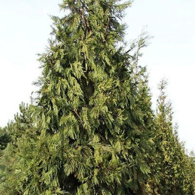 بذر سرو عود 5 عددی