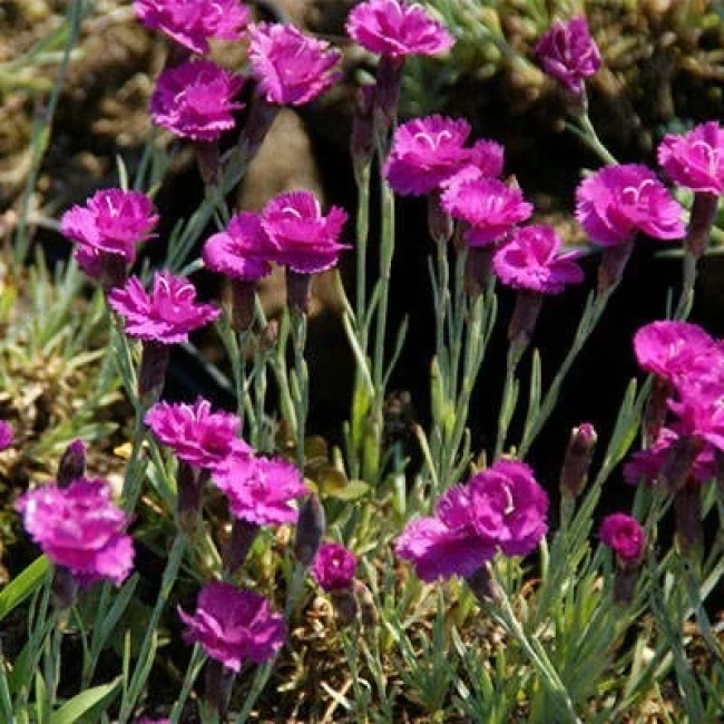 بذر میخک زینتی بنفش 10 عددی