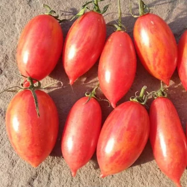 بذر گوجه چری زیتونی ببری 10 عددی 