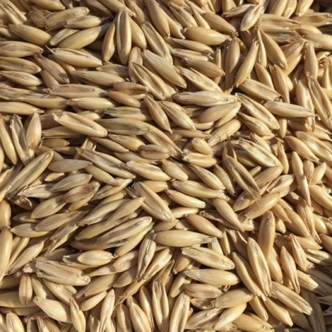 بذر جو دوسر وحشی 100 گرم 