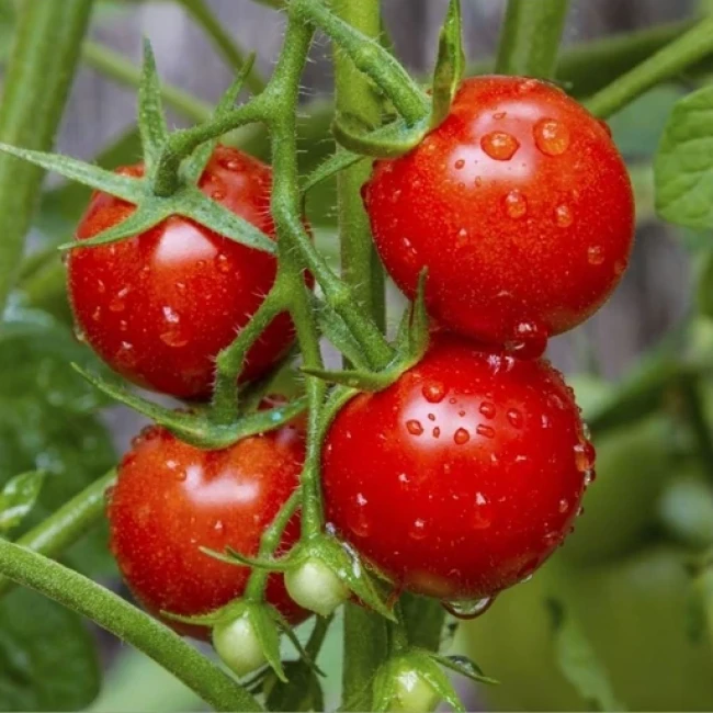 بذرگوجه گیلاسی بزرگ 10عددی 