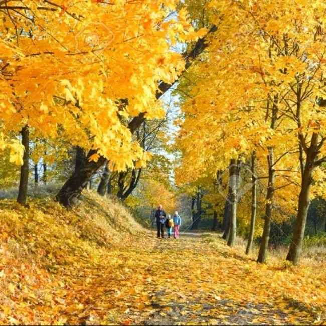 بذر درخت افرا زرد 2 عددی 