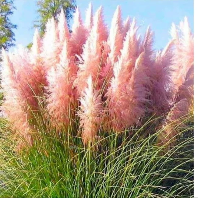 بذر پامپاس گراس صورتی 50 عددی 