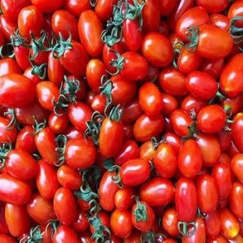 بذر گوجه چری کشیده قرمز 25 عددی