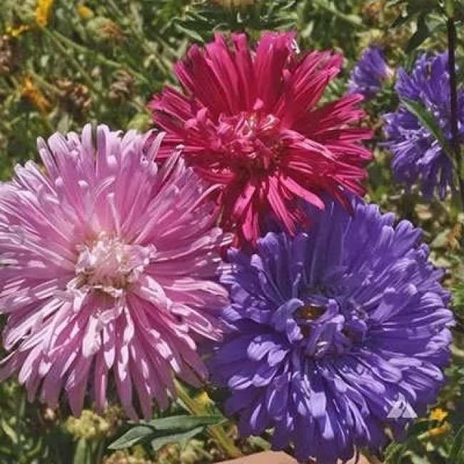 بذر گل ستاره ای پابلند پرگل الوان 1 گرمی