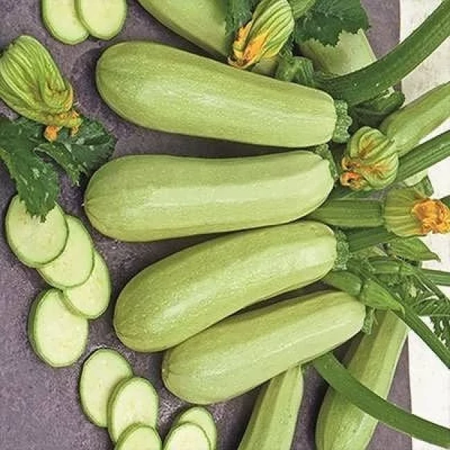 بذر کدو خورشتی چارلیستون 5 عددی