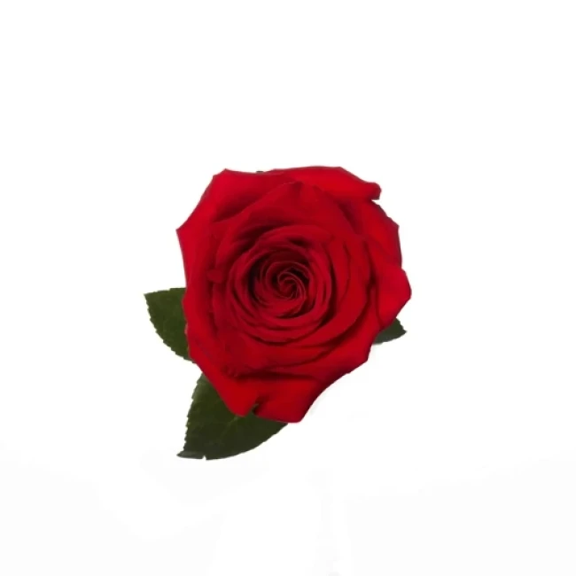 بذر گل رز قرمز 5 عددی