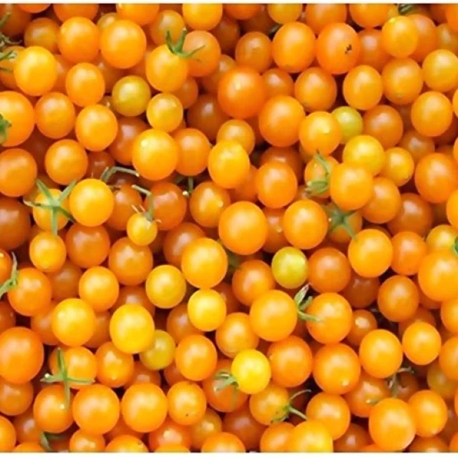 بذر گوجه فرنگی زرد بسیار ریز 10 عددی 