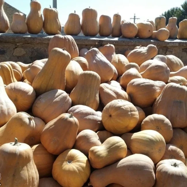 بذر کدو تنبل (کدو حلوایی) 5 گرمی