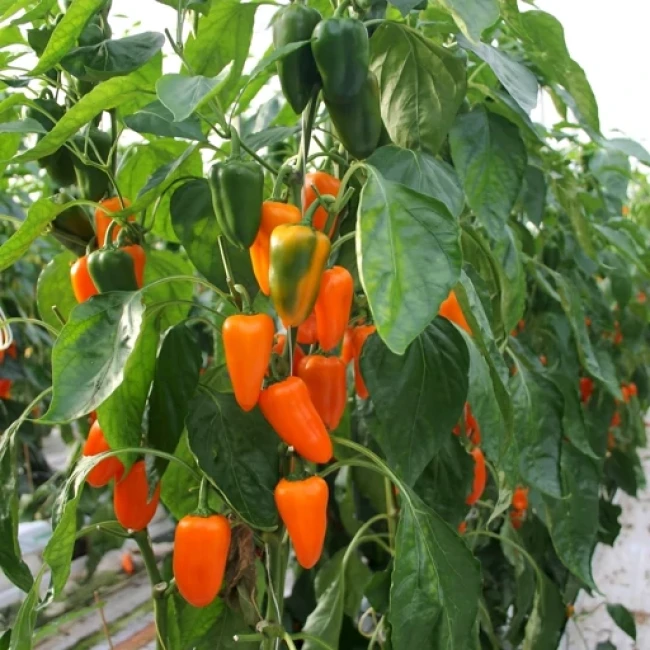 بذر فلفل کاپی مینی نارنجی 10 عددی