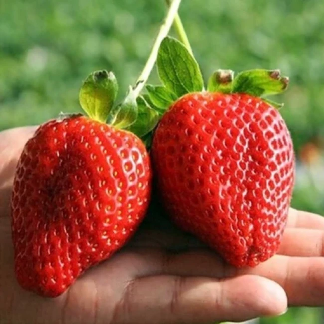 بذر توت فرنگی بونسای قرمز 10عددی 
