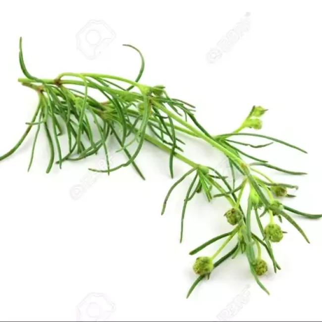 بذر اسفرزه پسیلیوم 5 گرم