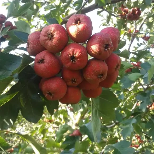بذر زالزالک چینی 5 عددی