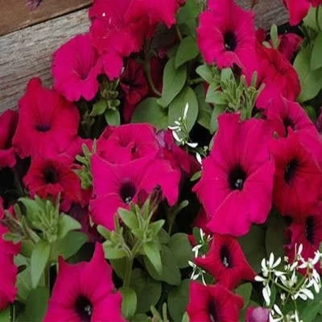 بذر گل اطلسی ایرانی گل درشت پرگل تک رنگ سرخابی 1 گرمی