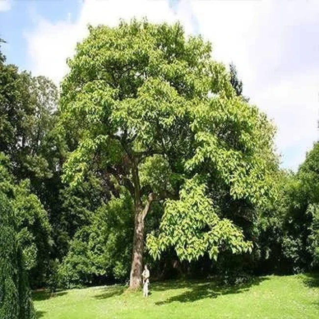 بذر پالونیا 0.5 گرمی