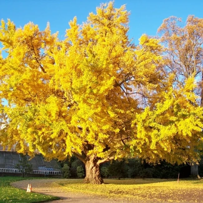 بذر درخت جینکو 2 عددی 