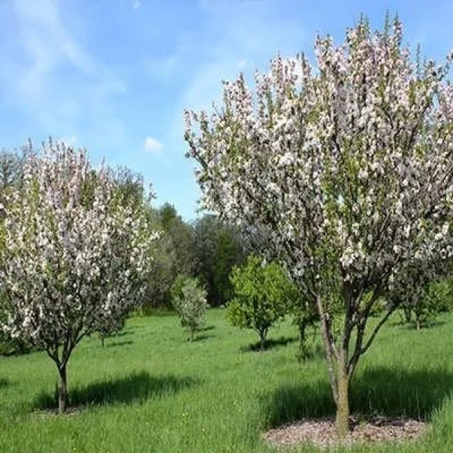 بذر سیب چینی 5 عددی