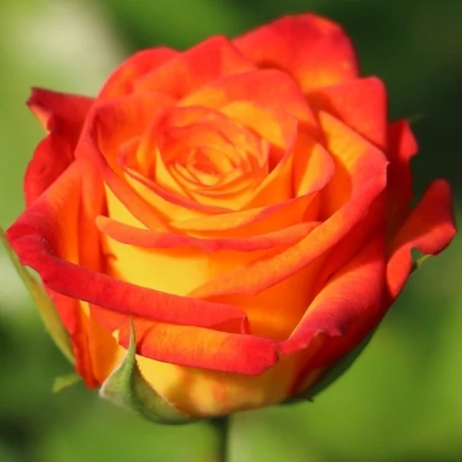 بذر گل رز قرمز و نارنجی 5 عددی 