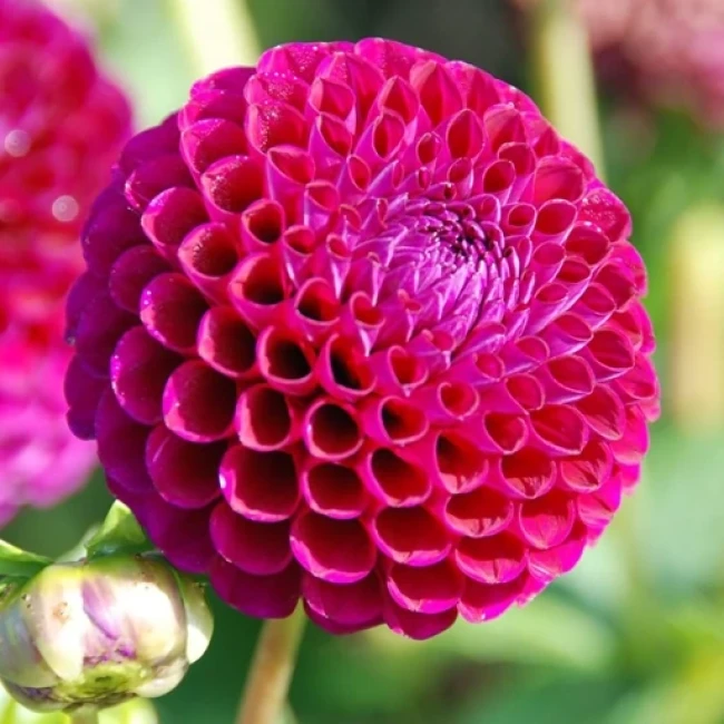 بذر کوکب منگوله ای 5 عددی 