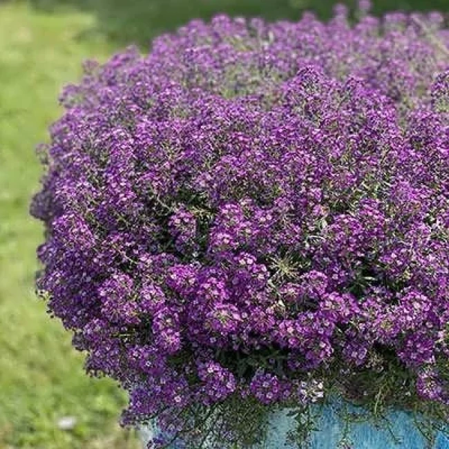 بذر گل عسل (آلیسوم) پاکوتاه بنفش 1 گرمی
