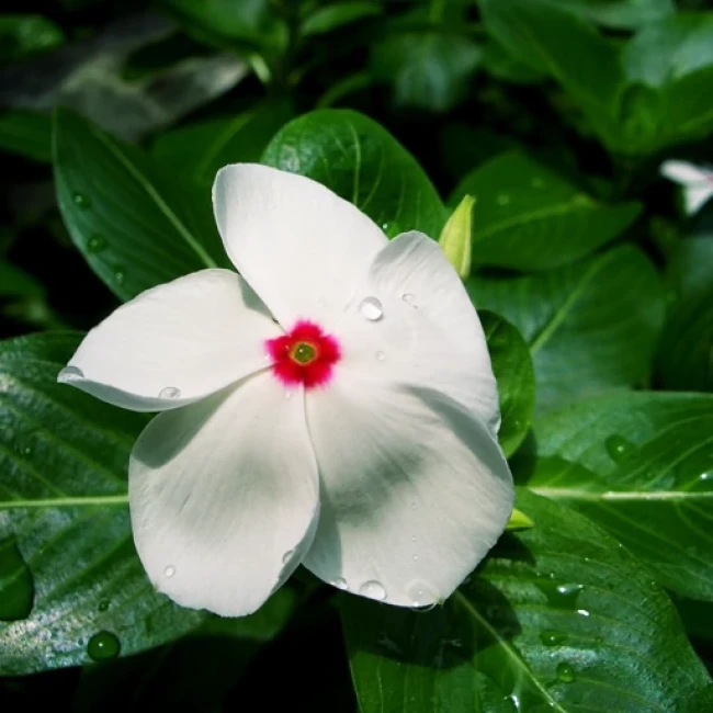 بذر گل پریوش سفید 1 گرم
