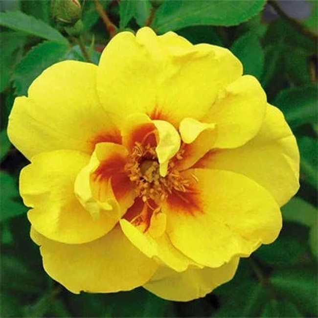 بذر رز ایرانی (گیاه ورک) 10 عددی