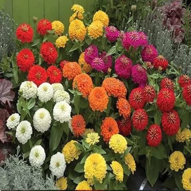 بذر گل آصف السلطنه مخلوط 1 گرمی