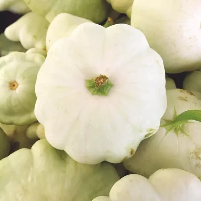 بذر کدو ستاره ای سفید 10 عددی