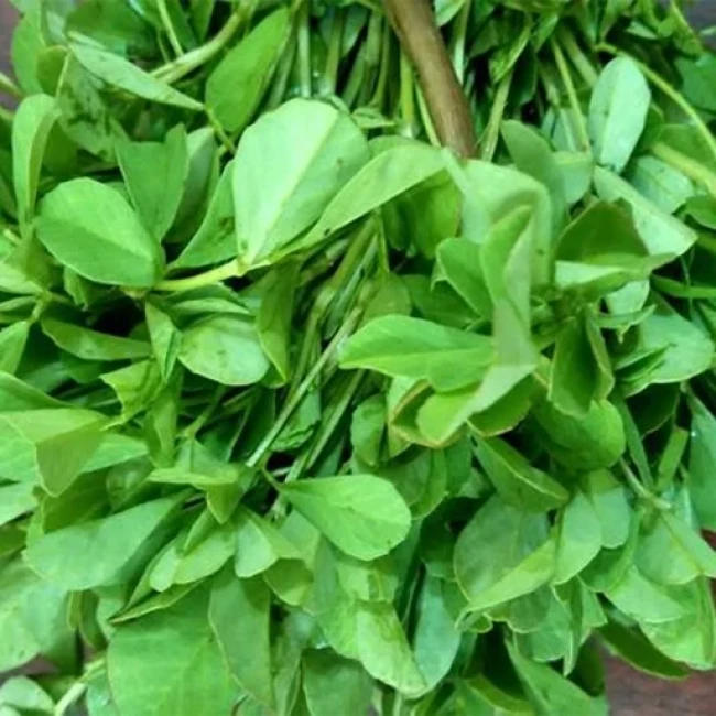 بذر شنبلیله اردستانی 20 گرم
