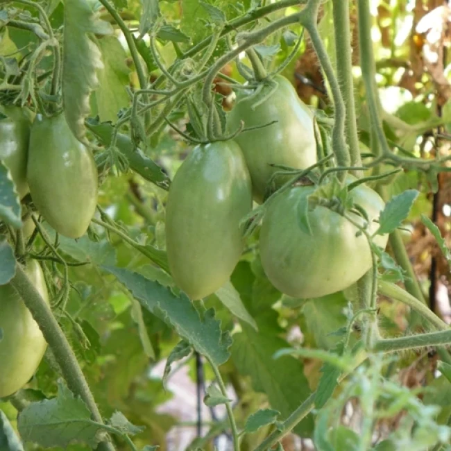 بذر گوجه فرنگی بنفش روسی 10 عددی 