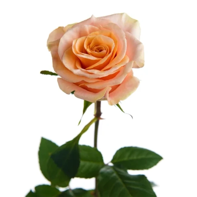 بذر گل رز گلبهی 5 عددی 