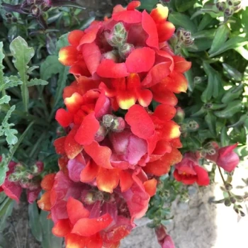 بذر گل میمون ابلق 50 عددی 