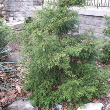 بذر سرو پا کوتاه 2 عددی