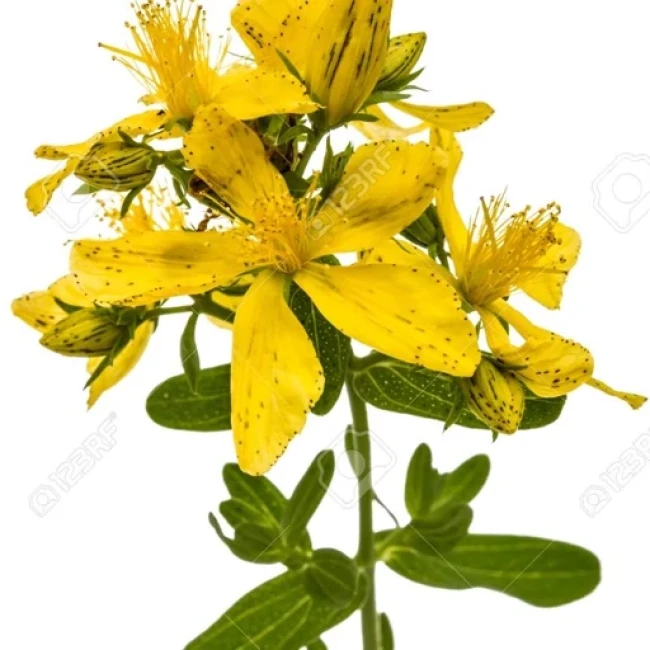 بذر علف چای پرفراتوم 1 گرم 