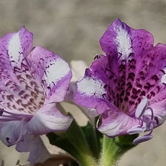 بذر بنگدانه جنوبی 10 عددی