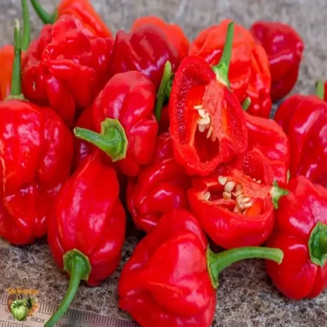 بذر فلفل اجی دو سی قرمز 10 عددی 
