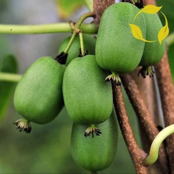 بذر کیوی هاردی 5 عددی