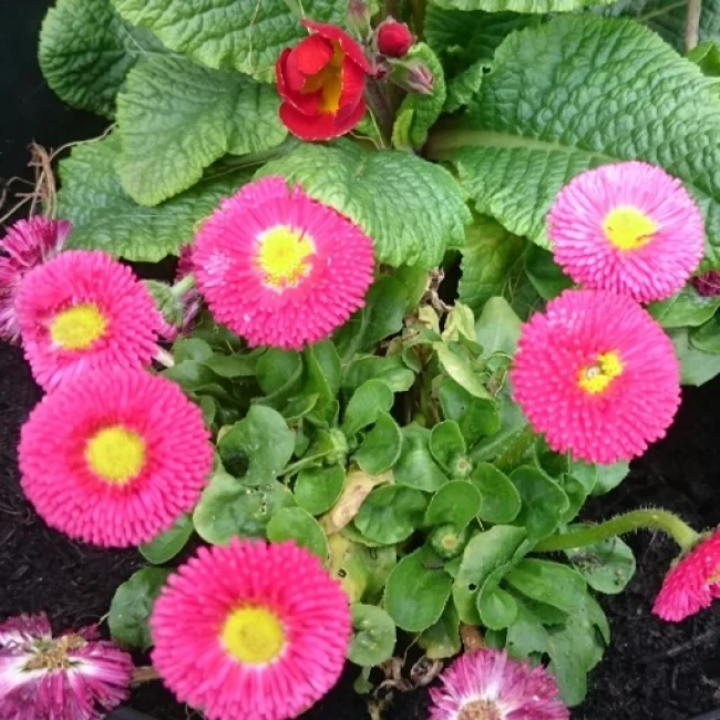 بذر گل مینا دسته گلی الوان 1 گرم 