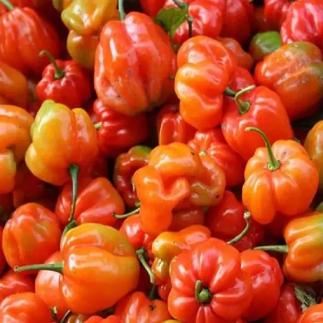 بذر فلفل اجی دو سی قرمز 10 عددی 
