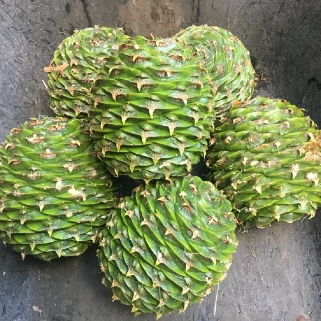 بذر کاج مطبق 2 عددی 