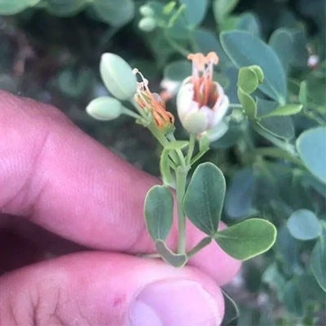 بذر قیچ لوبیایی 10 عددی