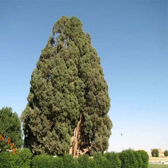 بذر درخت سرو زربین 20 عددی 