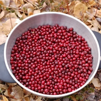 بذر بیتر بری 5 عددی 