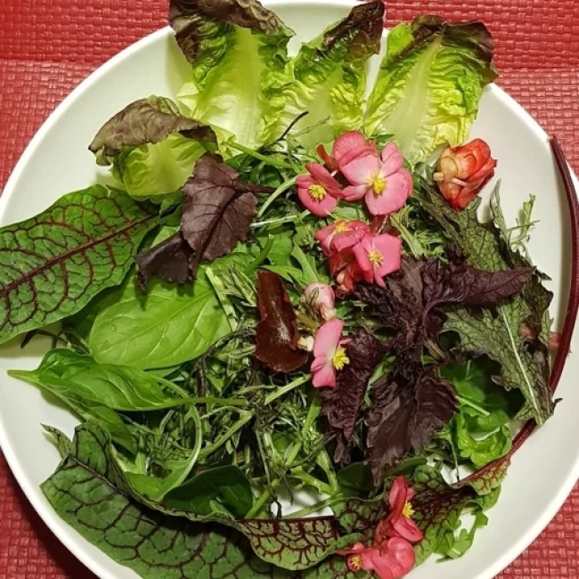 بذر سبزی سالادی میکس 100 گرم 